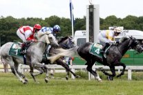 8 خيول تتنافس على لقب كأس زايد في انكلترا