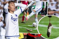 إلقاء فئران ميتة على لاعب في الدوري الدنماركي