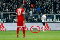 هر يتسبب بإيقاف مباراة بشكتاش وبايرن ميونيخ