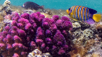 خبراء: مصر هي الملجأ الأخير للشعاب المرجانية