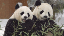 زوجا الباندا الوحيدان في بريطانيا سيعودان إلى الصين من دون ذرية