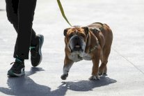 هاميلتون يشكر الجميع على مواساتهم له إثر وفاة كلبه