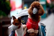 لا أدلة على انتقال 