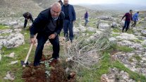 فلسطينيون يعيدون زرع أشجار اقتلعتها اسرائيل في الضفة الغربية المحتلة