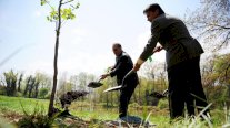 بريطانيا: زرع الأشجار