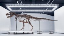 مزاد مرتقب في سويسرا على هيكل عظمي لديناصور 