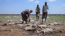 الجفاف القياسي في القرن الأفريقي يُنسب إلى الاحترار المناخي