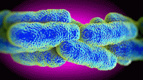 حصيلة جديدة للمصابين ببكتيريا الفيلقية في بولندا