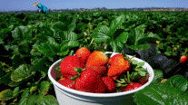 الفراولة فاكهة مفيدة للصحة العقلية