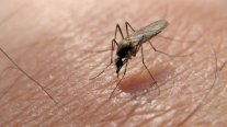 الصحة الإسرائيلية: حمى غرب النيل تقتل 32 إسرائيليًا