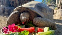 وفاة سلحفاة أميركية عمرها 141 عاماً عاصرت 20 رئيساً