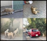 الكلاب الضالة.. ظاهرة تدب الرعب في قلوب الاربيلليين