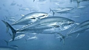 ما سر استمرار العلماء بالعثور على عنصر الزئبق السام في سمك التونة؟
