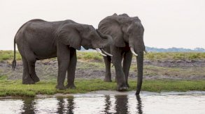 بوتسوانا تهدد بإرسال 20 ألف فيل إلى ألمانيا
