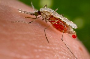 تحذير من زيادة انتشار الملاريا بسبب التغير المناخي