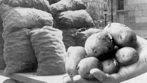 كيف غيرت البطاطس العالم؟