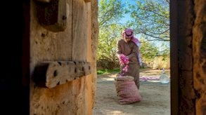 ورد الطائف يُزهر في قائمة التراث العالمي لليونسكو والحناء تلونها