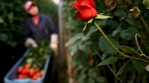 كولومبيا تصدّر 700 مليون زهرة في عيد الحب