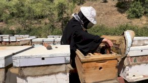 ريف السعودية: برنامج إكثار نحل العسل يضاعف إنتاجية أربعة مناحل نموذجية