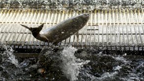 حظر صيد سمك السلمون للعام الثاني على التوالي في كاليفورنيا
