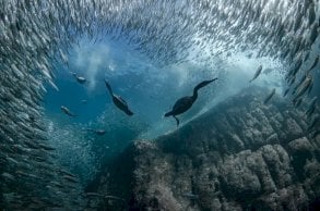 شاهد الصور المذهلة التي فازت بالجائزة الدولية لليوم العالمي للمحيطات