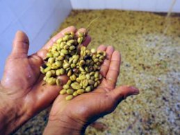 القهوة الخضراء حارقة الدهون