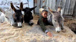 8 حمير من غزة تحصل على حق اللجوء لألمانيا