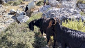 جنود من الجيش الإسرائيلي سرقوا رؤوس ماعز من سوريا