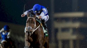 سينيور بوسكادور الذي يمثل السعودية في كأس دبي العالمي للخيول يخطف الأنظار بقوة