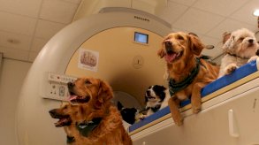 كلاب تنتظر فحص السكانر في جامعة إيوتفوس لوراند في بودابست.11 فبراير 2016 