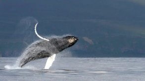 كيف تشدو الحيتان العملاقة بأغنياتها المخيفة؟