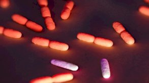 FDA الأميركية تصدر أخطر تحذير بشأن بيض ملوث قد يهدد الحياة