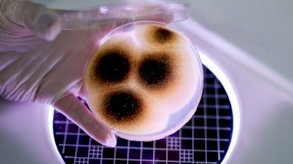 اكتشاف صادم.. أغذية 