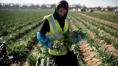 عامل مهاجر من رومانيا يعمل في قطف زهور النرجس في مزرعة