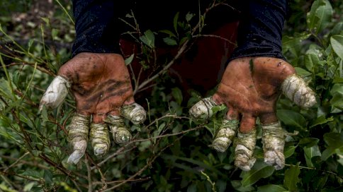 عامل في مزرعة كوكا في بوتومايو، كولومبيا، عام 2022، يعرض يديه الملفوفتين بالضمادات. - Esteban Vanegas/Bloomberg via Getty Images