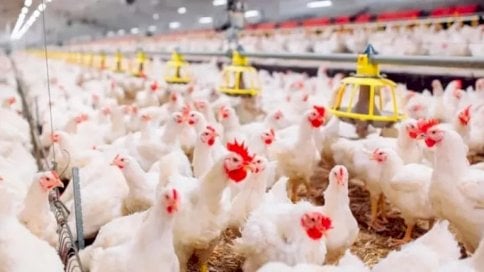 مزرعة لتربية الدجاج في إسبانيا